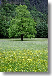 images/Europe/Slovenia/LogarskaDolina/Scenics/tree-n-wildflowers-1.jpg