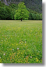 images/Europe/Slovenia/LogarskaDolina/Scenics/tree-n-wildflowers-2.jpg