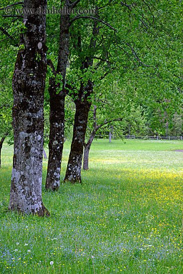 trees-n-wildflowers.jpg