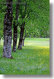 images/Europe/Slovenia/LogarskaDolina/Scenics/trees-n-wildflowers.jpg