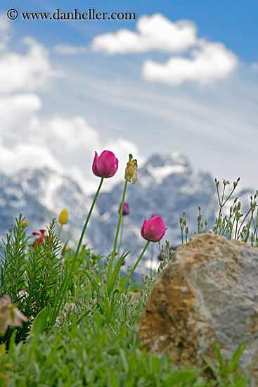 tulips-n-mtns-2.jpg