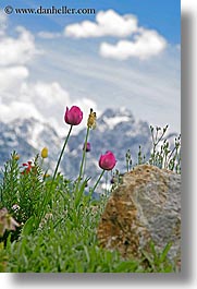 clouds, europe, flowers, logarska dolina, mountains, scenics, slovenia, snowcaps, tulips, vertical, photograph