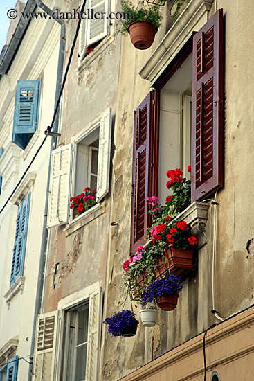 flowers-in-window-2.jpg