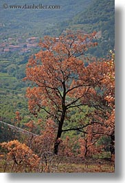 images/Europe/Slovenia/Scenics/Landscapes/brown-leaf-tree.jpg