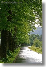 europe, landscapes, lined, roads, scenics, slovenia, trees, vertical, photograph