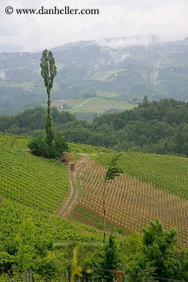 foggy-vineyard.jpg