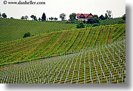 images/Europe/Slovenia/Styria/foggy-vineyard-n-houses-1.jpg