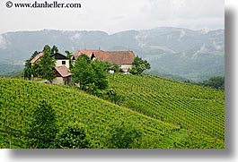 images/Europe/Slovenia/Styria/foggy-vineyard-n-houses-3.jpg