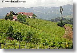 images/Europe/Slovenia/Styria/foggy-vineyard-n-houses-4.jpg