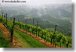 images/Europe/Slovenia/Styria/foggy-vineyard-n-houses-5.jpg