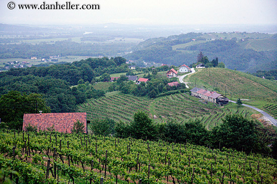 foggy-vineyard-n-houses-8.jpg