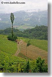 europe, foggy, slovenia, styria, vertical, vineyards, photograph