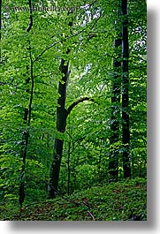 europe, lush, slovenia, styria, trees, vertical, photograph