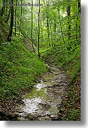images/Europe/Slovenia/Styria/muddy-stream-in-forest.jpg