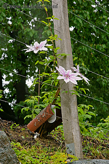 pink-flowers-through-wires.jpg