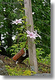 images/Europe/Slovenia/Styria/pink-flowers-through-wires.jpg