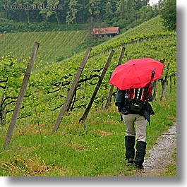 europe, red, slovenia, square format, styria, umbrellas, vineyards, photograph