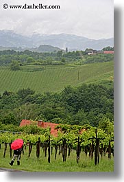 europe, red, slovenia, styria, umbrellas, vertical, vineyards, photograph