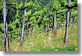 images/Europe/Slovenia/Styria/vineyard-1.jpg