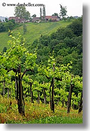 images/Europe/Slovenia/Styria/vineyard-2.jpg