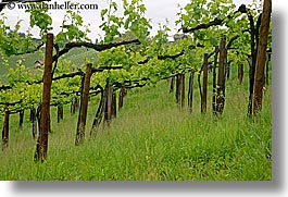 images/Europe/Slovenia/Styria/vineyard-4.jpg