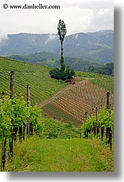 images/Europe/Slovenia/Styria/vineyard-5.jpg