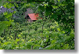 images/Europe/Slovenia/Styria/vineyard-n-house-1.jpg