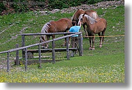 clark, europe, fences, groups, horizontal, horses, james, men, patty, slovenia, photograph
