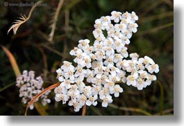 images/Europe/Spain/AiguestortesHike1/small-white-flowers.jpg