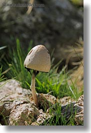 images/Europe/Spain/AiguestortesHike2/mushroom.jpg