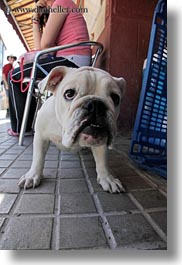 images/Europe/Spain/Ainsa/bulldog-1.jpg
