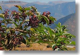images/Europe/Spain/Ansovell/berries.jpg