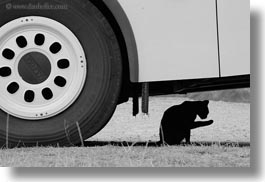 images/Europe/Spain/Ansovell/black-cat-n-white-wheel-04.jpg