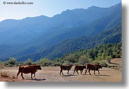 images/Europe/Spain/Ansovell/cows-n-bulls-03.jpg