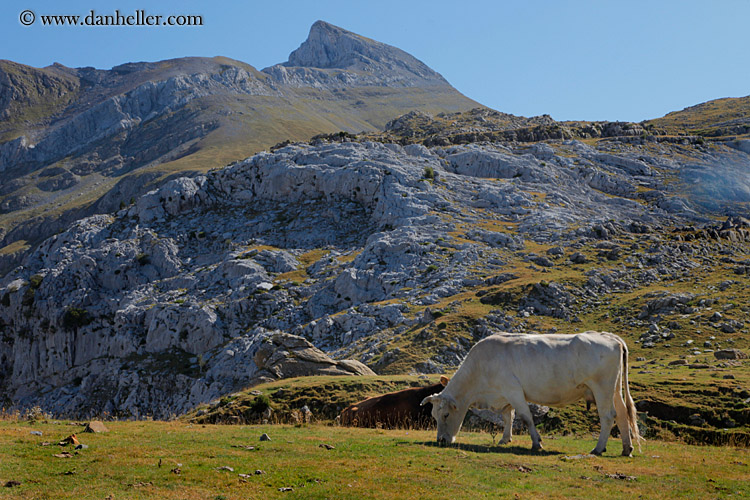 cow-grazing.jpg