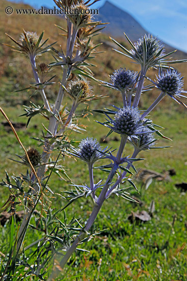 purple-thistle-01.jpg