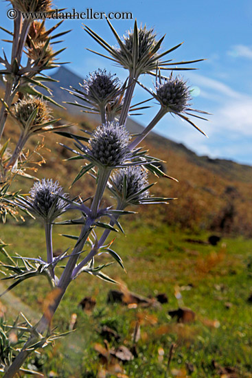 purple-thistle-02.jpg