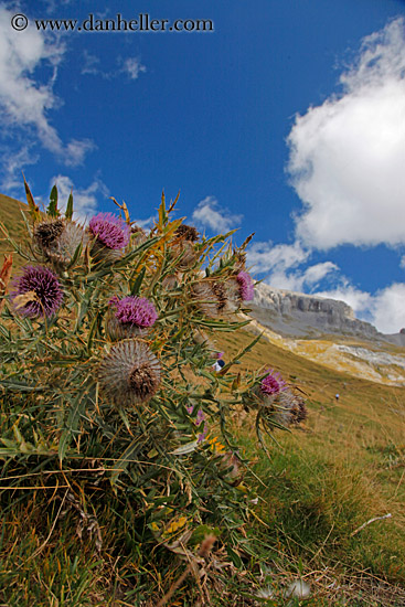 purple-thistle-06.jpg