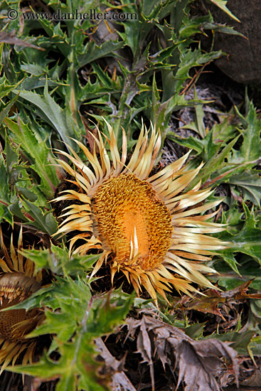 yellow-flower.jpg