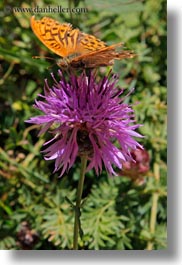 images/Europe/Spain/Ordesa/purple-thistle-n-butterfly-01.jpg