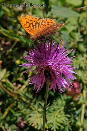 purple-thistle-n-butterfly-02.jpg