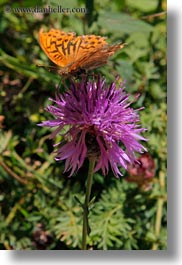 images/Europe/Spain/Ordesa/purple-thistle-n-butterfly-02.jpg