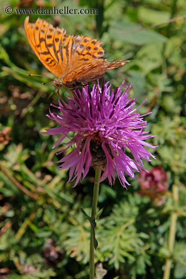 purple-thistle-n-butterfly-03.jpg