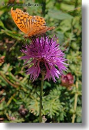 images/Europe/Spain/Ordesa/purple-thistle-n-butterfly-03.jpg