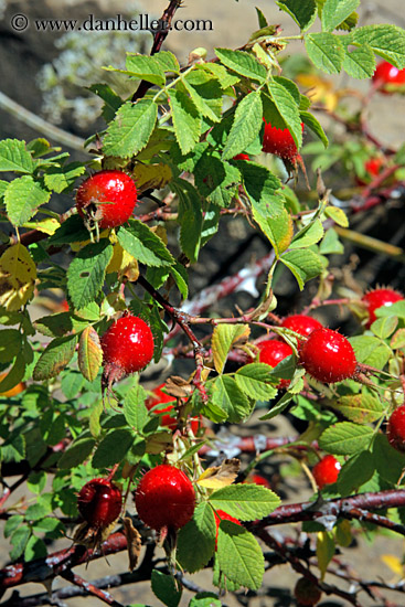 rose-buds.jpg