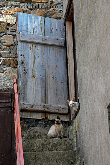 cats-stairs-n-door.jpg