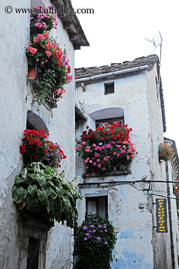 flowers-in-windows-04.jpg