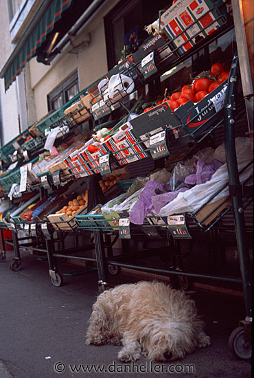 sleeping-pooch-1.jpg