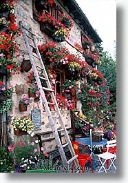images/Europe/Switzerland/Flowers/flowers-0001.jpg
