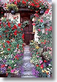 images/Europe/Switzerland/Flowers/flowers-0002.jpg